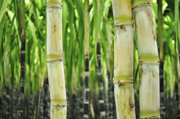 sugarcane