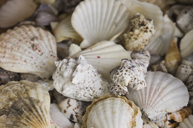 Seashells