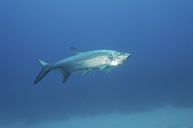 Tarpon